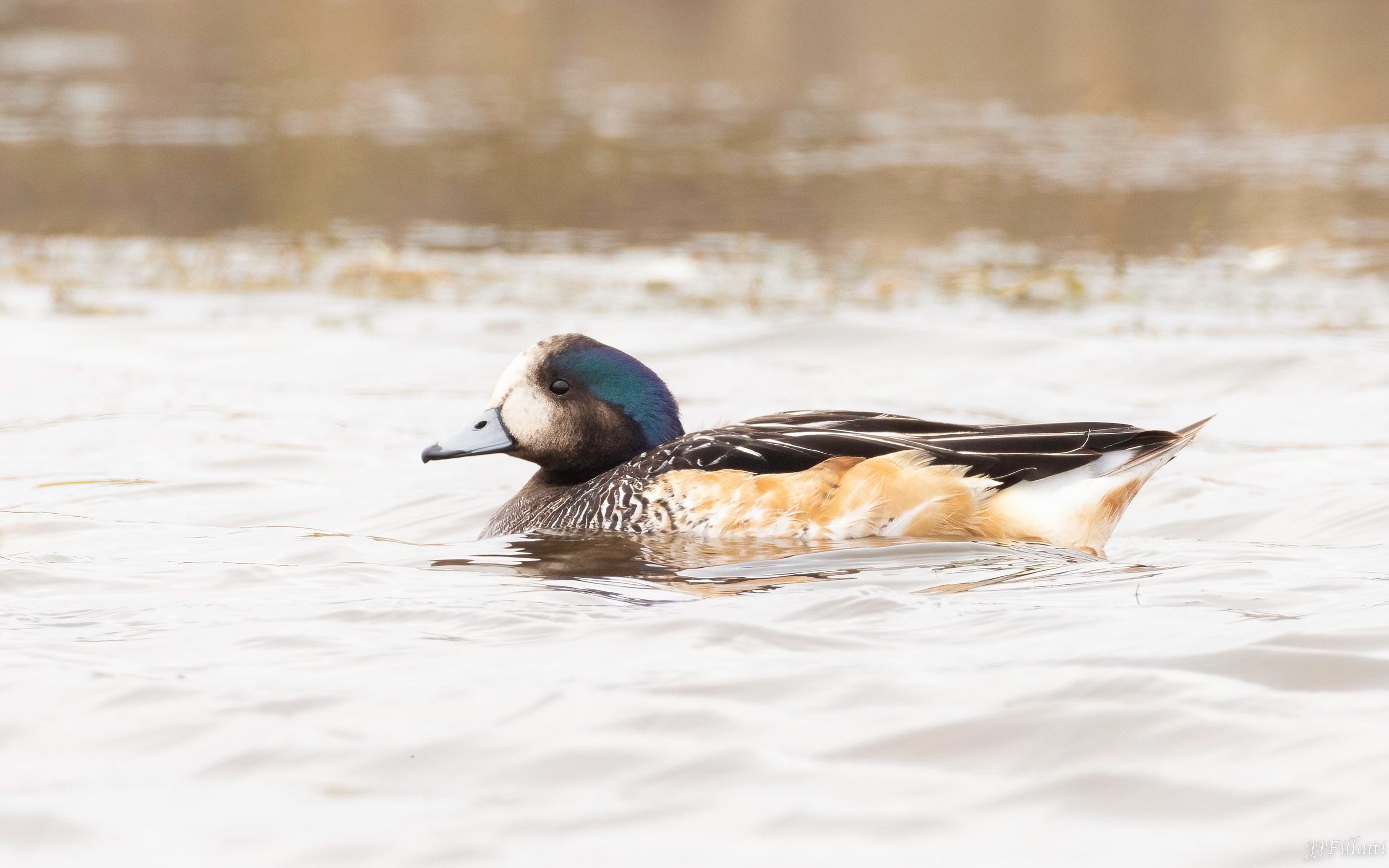 bird of the falklands image 90